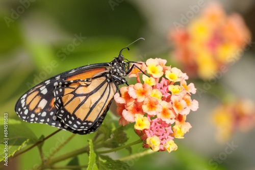 Monarch butterfly resting on a flower. © Viliam