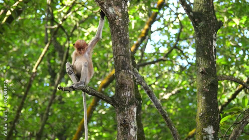 Selective focus proboscis monkey in the wild, sitting on tree, at mangrove forest at Tarakan, Indonesia. Proboscis monkey foraging at mangrove forest. Wild nature stock footage. Selective focus proboscis monkey in the wild, sitting on tree, at mangrove forest at Tarakan, Indonesia. Proboscis monkey foraging at mangrove forest. Wild nature stock footage.