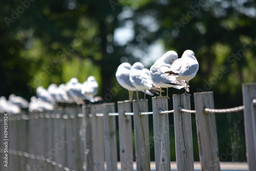 Seagulls on the fence