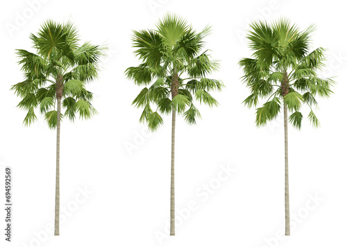 Saribus rotundifolius palm tree on transparent background, tropical plant, 3d render illustration. photo