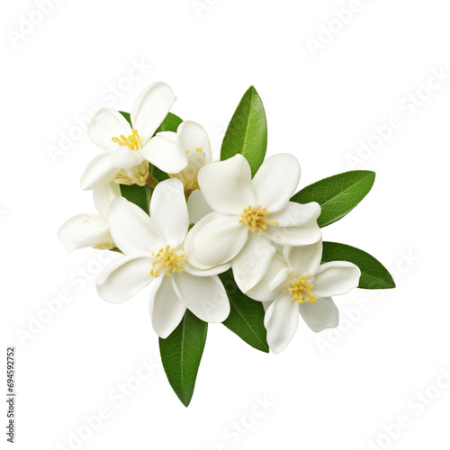 A Beautiful Arrangement of White Flowers With Lush Green Leaves © fysaladobe