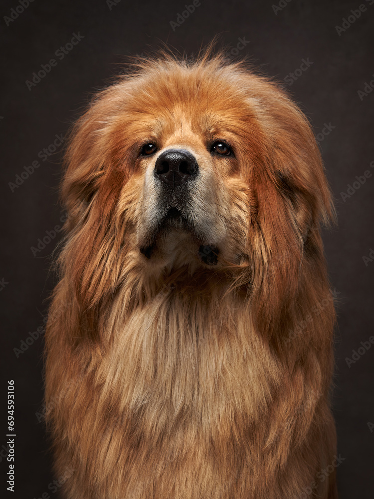 Majestic Tibetan Mastiff dog portrait in a studio setting on brown, displaying its noble and dignified demeanor Majestic Tibetan Mastiff dog portrait in a studio setting on brown, displaying its noble and dignified demeanor