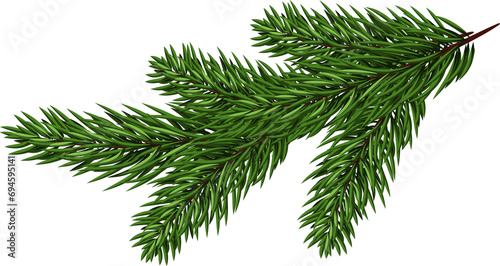 Spruce branch.green tree branch. Coniferous evergreen branch  close-up . Christmas decor.transparent  png  illustration