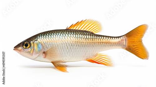 aquarium fish isolated white background Hyphessobrycon pulchripinnis. generative ai photo