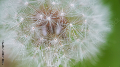 Macro shot of dandelion flower seeds
