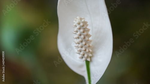 White Flower of Spathiphyllum floribundum photo