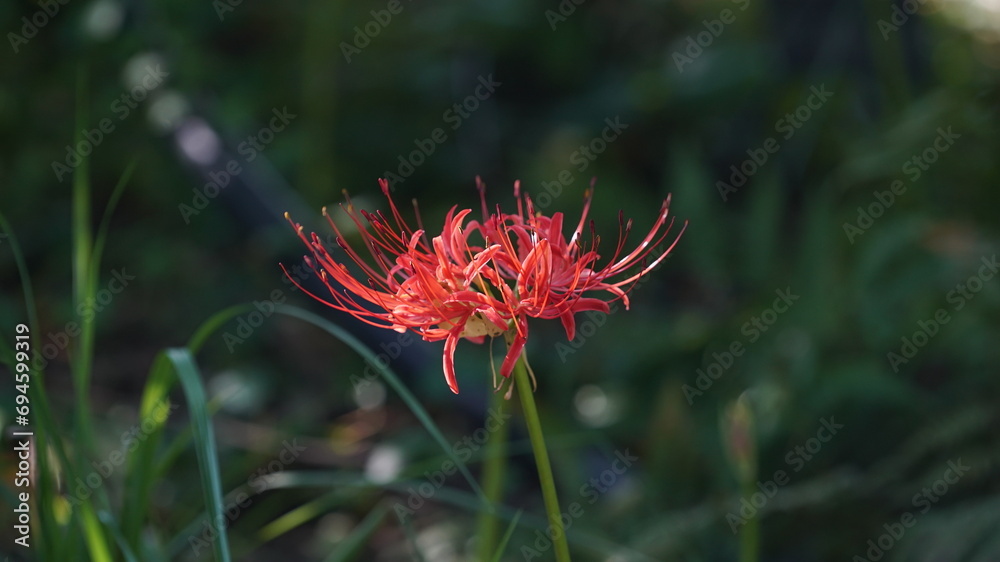 Nature Plant of Lycoris radiata Red Flower Nature Plant of Lycoris radiata Red Flower