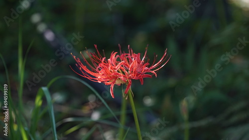Foto Nature Plant of Lycoris radiata Red Flower
