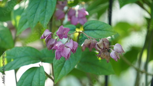 Cuadro en lienzo Nature Plants of Antigonon leptopus Flowers