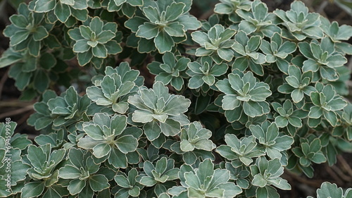 Plant of Ajania pacifica (Gold and Silver Chrysanthemum) in the Botanical Garden photo