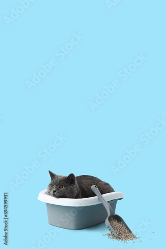 Cute British Shorthair cat in litter box on blue background