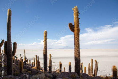 cactus in uyuni