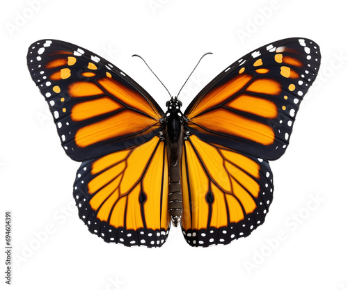 A butterfly spreading its colorful black and yellow wings. Top view. Transparent background. PNG. Generative AI