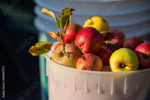 Fall Apples in a Bucket