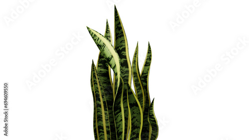 Sansevieria Trifasciata (Snake Plant) photo