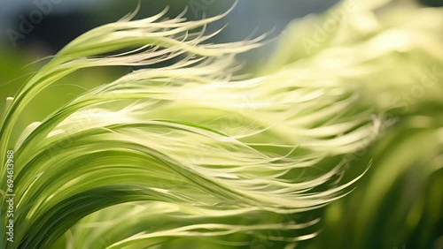 A grass blade with strands of hair blowing in the wind photo