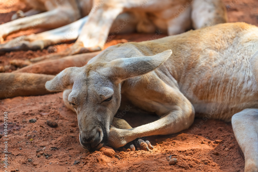 Red kangaroo lies sleep and rests in a shady place. Red kangaroo lies sleep and rests in a shady place.