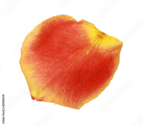 Beautiful yellow and red rose petal isolated on white