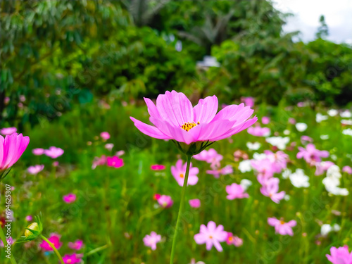 pink flower