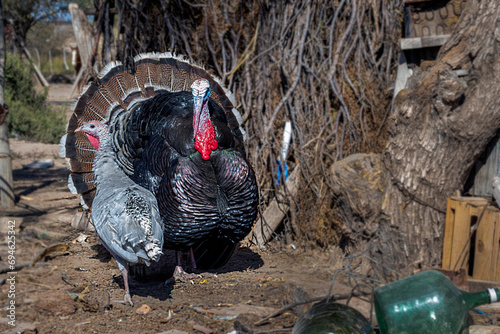 Fotografie Field animals, we see a couple of turkeys, two splendid animals, under the midday sun, they seem to pose for the camera