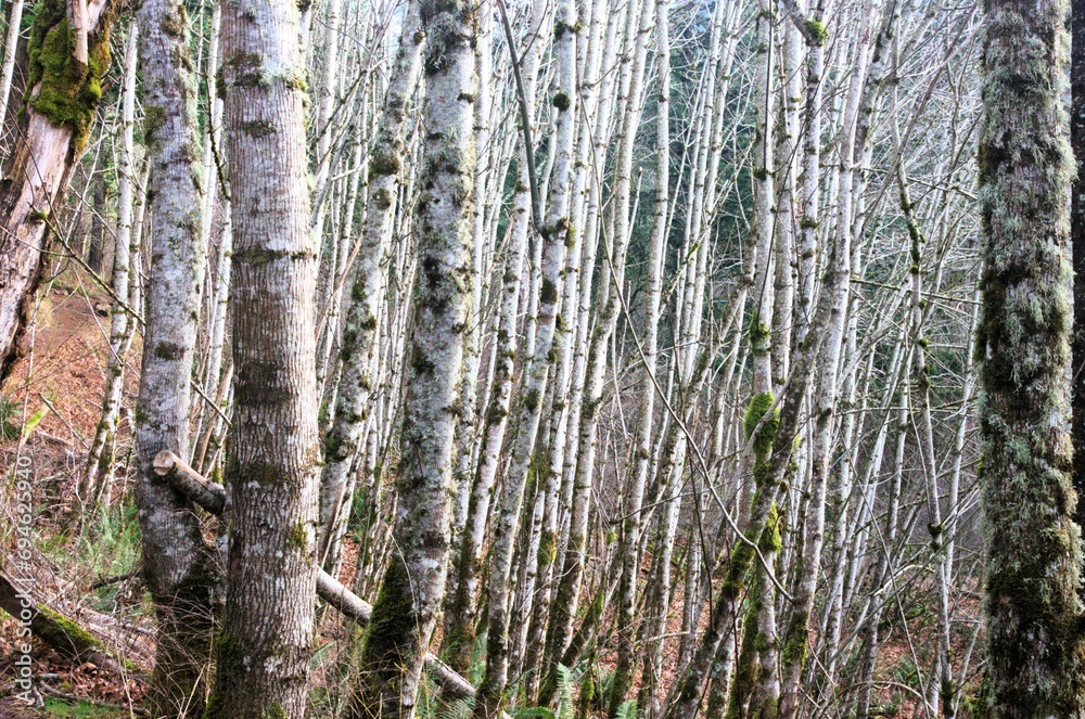 Dense birch tree woodland. Taken in the Columbia River Gorge along the Angel's Rest trail. Dense birch tree woodland. Taken in the Columbia River Gorge along the Angel's Rest trail.