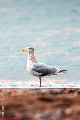 seagull standing on a beach © Martin
