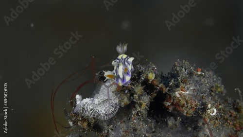  Nudibranch sits on the bottom of the tropical sea and feeds.
Zephyra Hypselodoris (Hypselodoris zephyra) 20 mm. ID: wavy dark lines, gills orange with white spots. photo
