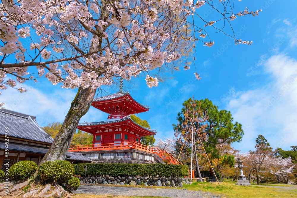 Fototapeta premium Daikakuji Temple in Kyoto, Japan during beautiful full bloom cherry blossom garden in spring 