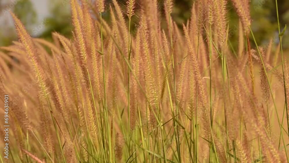 grass in the wind grass in the wind