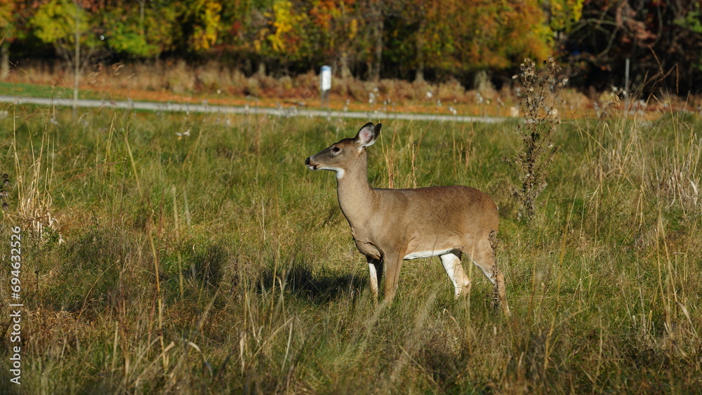 The cute deer staring at me alertly in the autumn forest
The cute deer staring at me alertly in the autumn forest