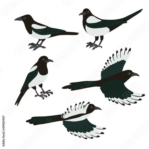 vector drawing birds, hand drawn magpie, isolated nature design element