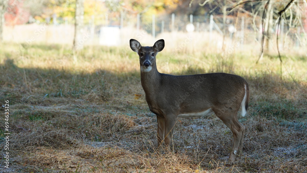 The cute deer staring at me alertly in the autumn forest
The cute deer staring at me alertly in the autumn forest