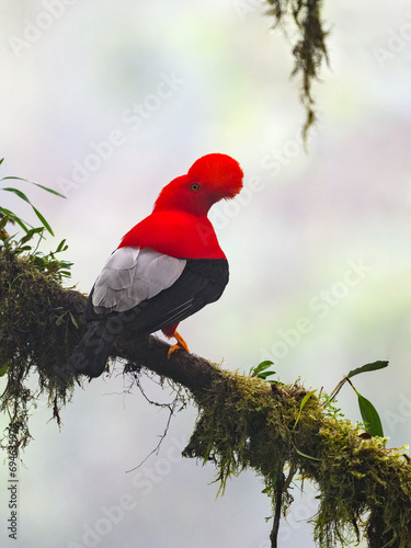 Andean cock-of-the-rock on tree branch in the beautiful nature habitat, Ecuador photo