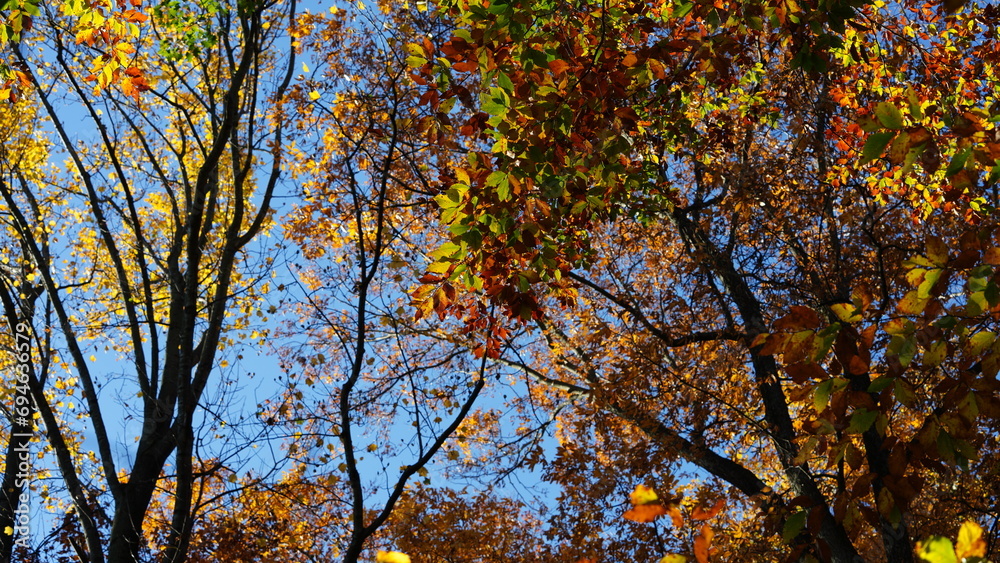 The colorful and beautiful leaves on the trees in autumn
The colorful and beautiful leaves on the trees in autumn