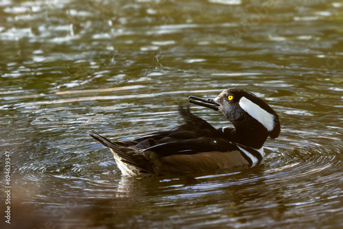 A male hooded merganser (Lophodytes cucullatus) duck looking cute as he swims on a pond in south Sarasota County, Florida photo