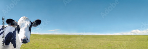 青空と緑の牧場を背景にカメラ目線の仔牛のクローズアップ photo