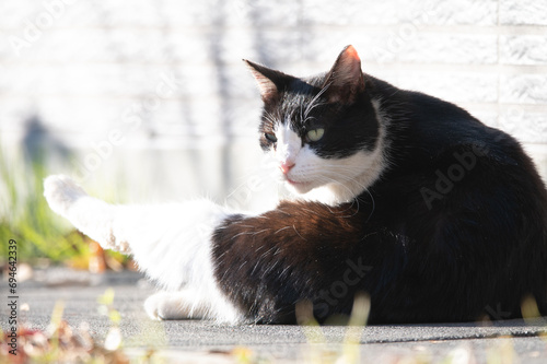 ひなたぼっこする猫 photo