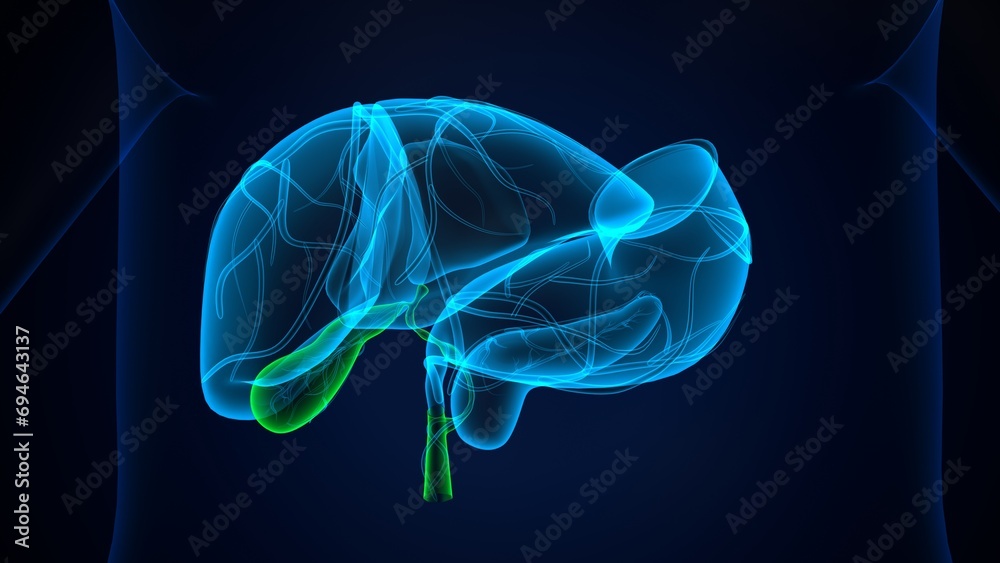 human pancreas,liver,stomach and gallbladder anatomy system. 3d render human pancreas,liver,stomach and gallbladder anatomy system. 3d render