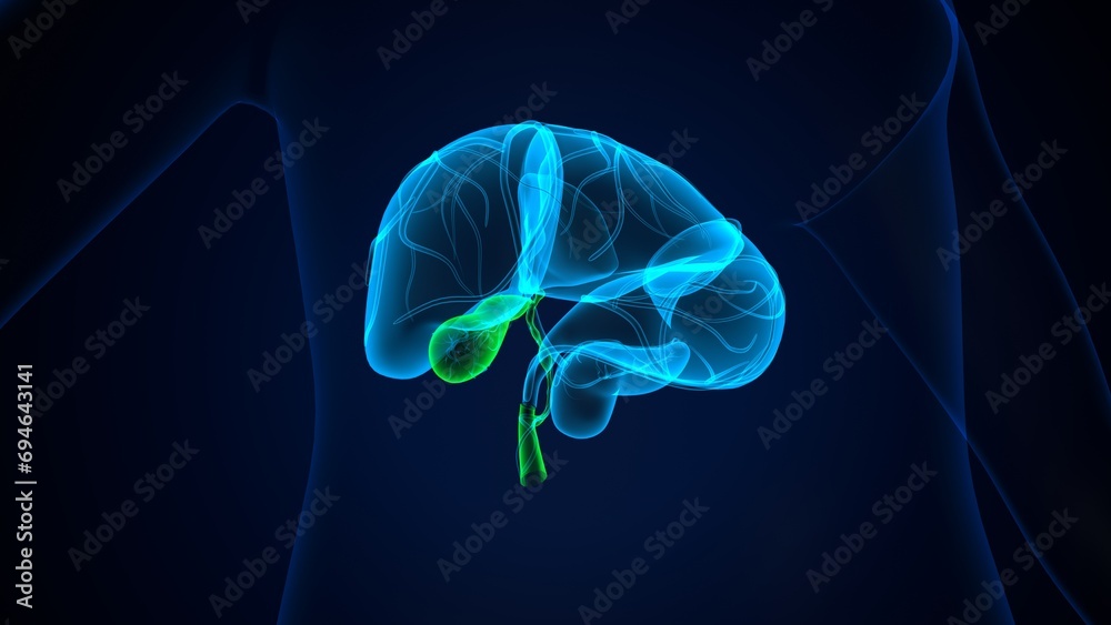 human pancreas,liver,stomach and gallbladder anatomy system. 3d render - obrazy, fototapety, plakaty 