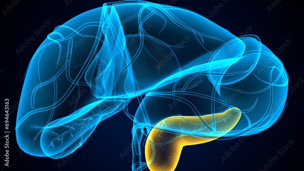 Fototapeta premium human pancreas,liver,stomach and gallbladder anatomy system. 3d render