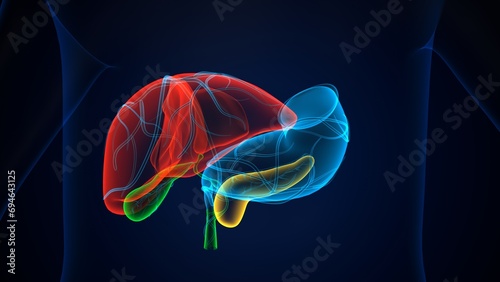 human pancreas,liver,stomach and gallbladder anatomy system. 3d render