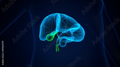human pancreas,liver,stomach and gallbladder anatomy system. 3d render