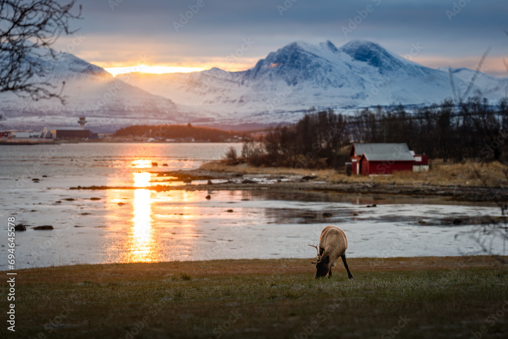 Renifer pasący się na polanie o zachodzie słońca, na tle jeziora i ośnieżonych szczytów górskich w Norwegii - obrazy, fototapety, plakaty 