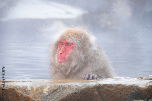 温泉に入りに来た日本猿たち © F_Nakatani