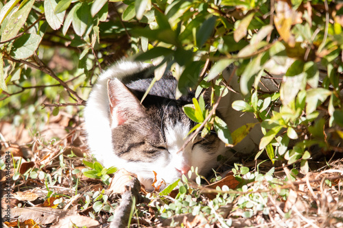 野良猫の集い