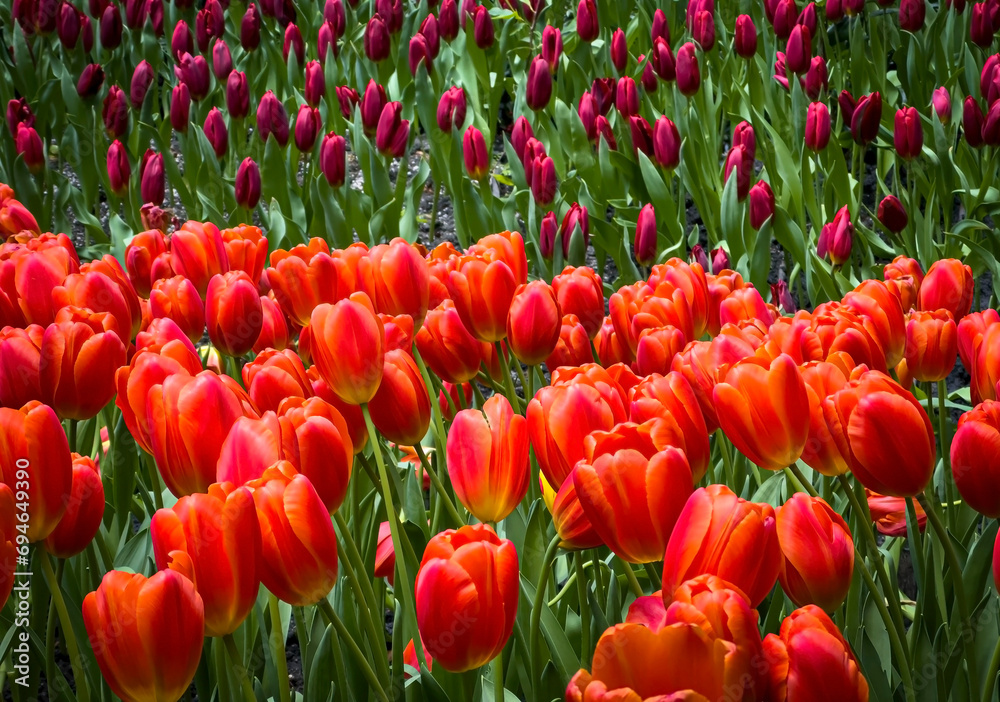 Beautiful of orange and red tulips field background blooming in spring season Beautiful of orange and red tulips field background blooming in spring season