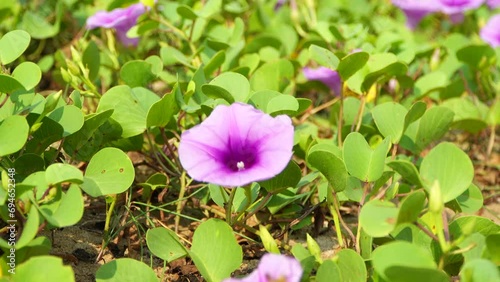 A close up view of a purple beach morning glory flower photo