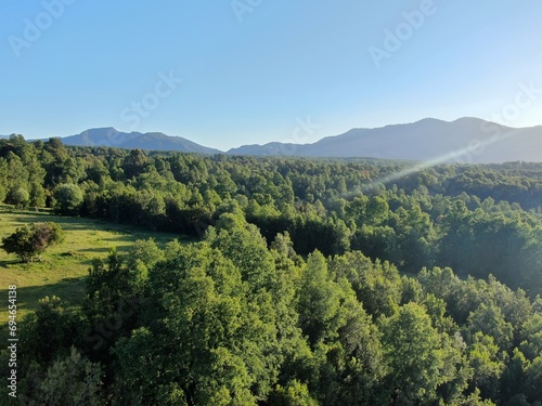 Bosque en el sur de Chile