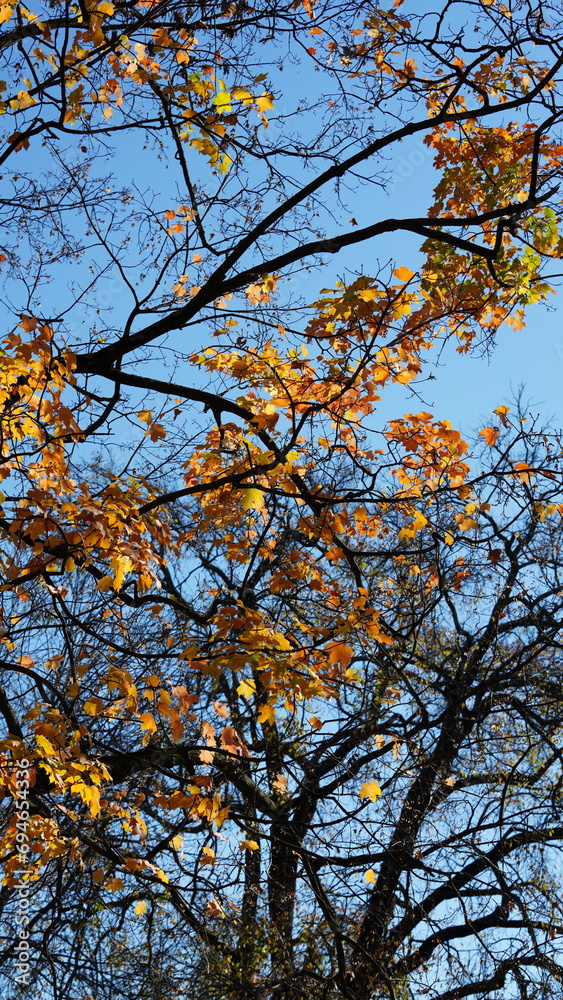 The colorful and beautiful leaves on the trees in autumn The colorful and beautiful leaves on the trees in autumn
