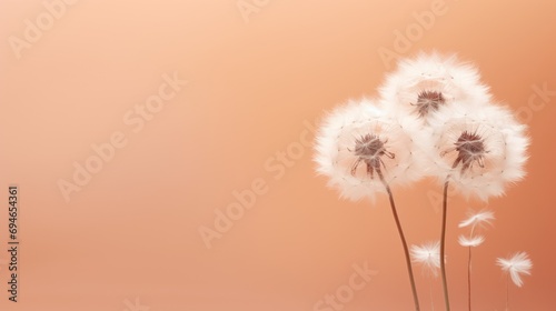 fluffy dandelions on a peach background  conceptual color of the year 2024  Peach Fuzz. Floral background. Pantone color